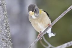 Evening Grosbeak, Coccothraustes vespertinus