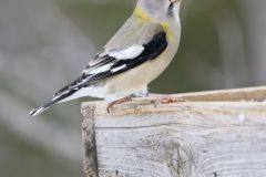 Evening Grosbeak, Coccothraustes vespertinus