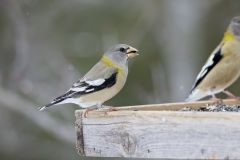 Evening Grosbeak, Coccothraustes vespertinus