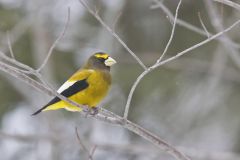 Evening Grosbeak, Coccothraustes vespertinus