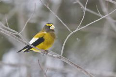 Evening Grosbeak, Coccothraustes vespertinus