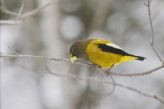 Evening Grosbeak, Coccothraustes vespertinus