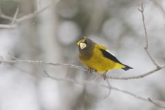 Evening Grosbeak, Coccothraustes vespertinus