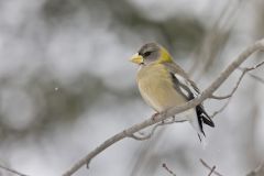 Evening Grosbeak, Coccothraustes vespertinus