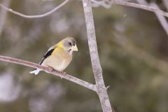 Evening Grosbeak, Coccothraustes vespertinus