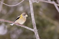 Evening Grosbeak, Coccothraustes vespertinus