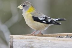 Evening Grosbeak, Coccothraustes vespertinus