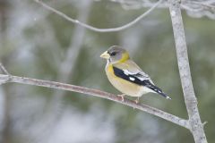 Evening Grosbeak, Coccothraustes vespertinus