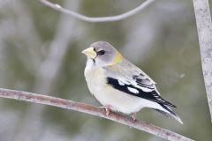 Evening Grosbeak, Coccothraustes vespertinus