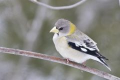 Evening Grosbeak, Coccothraustes vespertinus