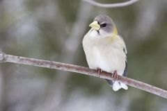 Evening Grosbeak, Coccothraustes vespertinus