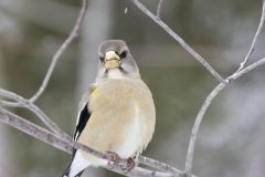 Evening Grosbeak, Coccothraustes vespertinus