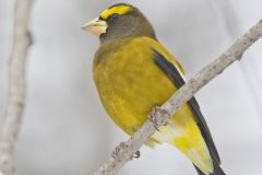 Evening Grosbeak, Coccothraustes vespertinus