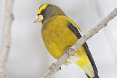 Evening Grosbeak, Coccothraustes vespertinus