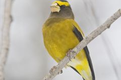 Evening Grosbeak, Coccothraustes vespertinus