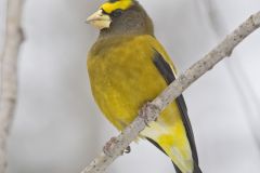 Evening Grosbeak, Coccothraustes vespertinus