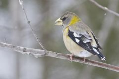 Evening Grosbeak, Coccothraustes vespertinus