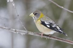 Evening Grosbeak, Coccothraustes vespertinus