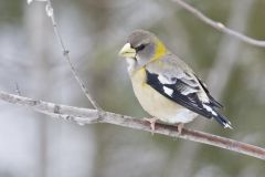 Evening Grosbeak, Coccothraustes vespertinus