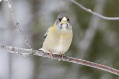 Evening Grosbeak, Coccothraustes vespertinus