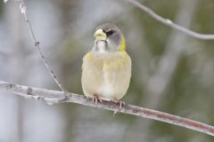 Evening Grosbeak, Coccothraustes vespertinus