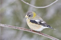 Evening Grosbeak, Coccothraustes vespertinus