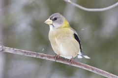 Evening Grosbeak, Coccothraustes vespertinus