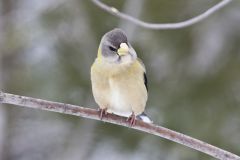 Evening Grosbeak, Coccothraustes vespertinus