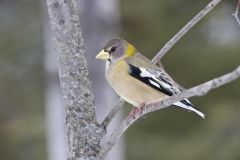 Evening Grosbeak, Coccothraustes vespertinus