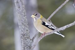 Evening Grosbeak, Coccothraustes vespertinus