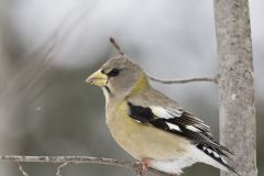 Evening Grosbeak, Coccothraustes vespertinus