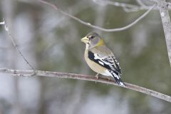 Evening Grosbeak, Coccothraustes vespertinus