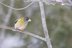 Evening Grosbeak, Coccothraustes vespertinus