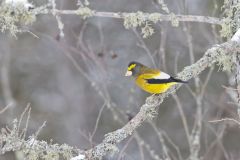 Evening Grosbeak, Coccothraustes vespertinus