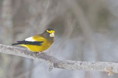 Evening Grosbeak, Coccothraustes vespertinus