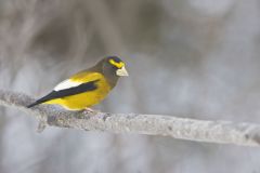 Evening Grosbeak, Coccothraustes vespertinus