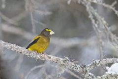 Evening Grosbeak, Coccothraustes vespertinus