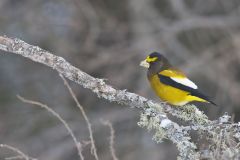 Evening Grosbeak, Coccothraustes vespertinus