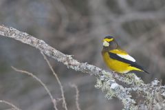 Evening Grosbeak, Coccothraustes vespertinus