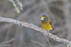 Evening Grosbeak, Coccothraustes vespertinus