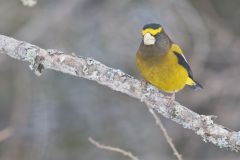 Evening Grosbeak, Coccothraustes vespertinus