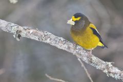 Evening Grosbeak, Coccothraustes vespertinus