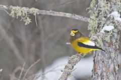 Evening Grosbeak, Coccothraustes vespertinus