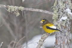 Evening Grosbeak, Coccothraustes vespertinus