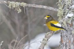 Evening Grosbeak, Coccothraustes vespertinus