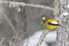 Evening Grosbeak, Coccothraustes vespertinus