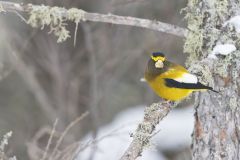 Evening Grosbeak, Coccothraustes vespertinus