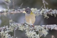 Evening Grosbeak, Coccothraustes vespertinus