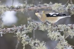 Evening Grosbeak, Coccothraustes vespertinus