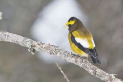 Evening Grosbeak, Coccothraustes vespertinus